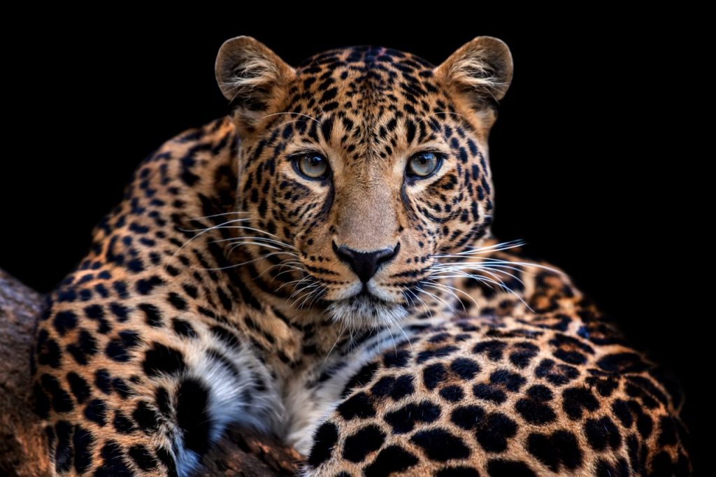 A close-up image of a leopard lying down against a black background, highlighting its intense gaze and distinctive spotted fur pattern, used to represent themes of animal cruelty and neglect in California