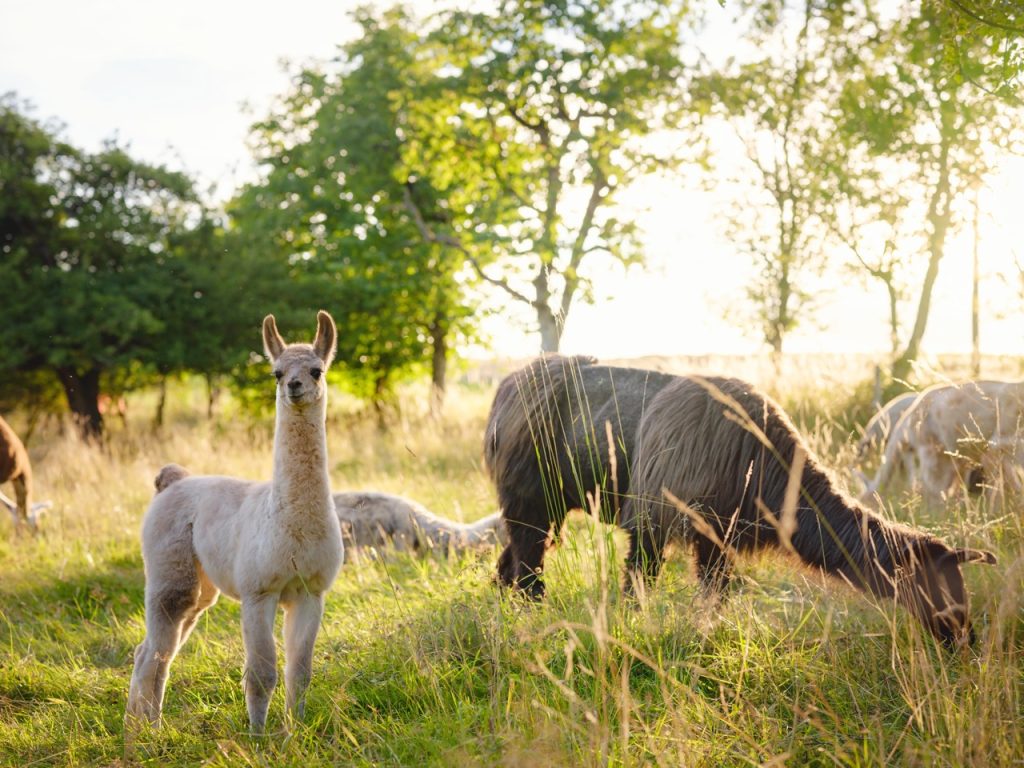 Young llama stands in a sunlit meadow beside grazing adults, surrounded by tall grass and trees at sunrise.